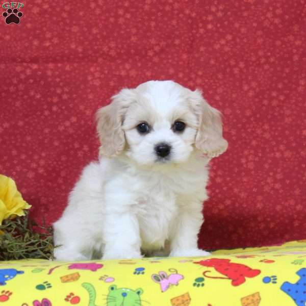 Swan, Cavachon Puppy